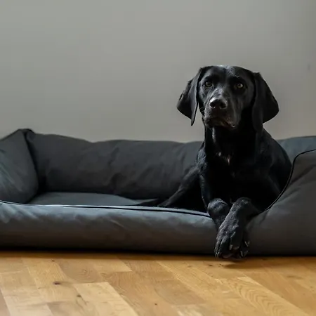 Apartamento Koenig Residenz Nahe Bmw , Porsche , Dhl Und Messe Leipzig