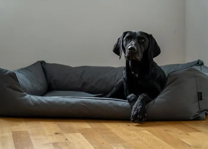 アパート Koenig Residenz Nahe Bmw , Porsche , Dhl Und Messe ライプツィヒ